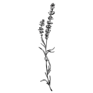 TLC logo main lavender sprig