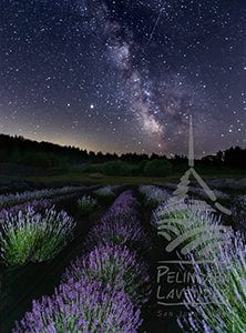 Pelindaba Lavender Greeting Card - "Lavender Galaxy" by Reitz