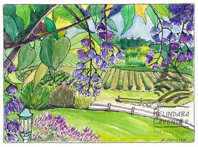 Pelindaba Lavender Greeting Card - "May at Pelindaba" by Johnston