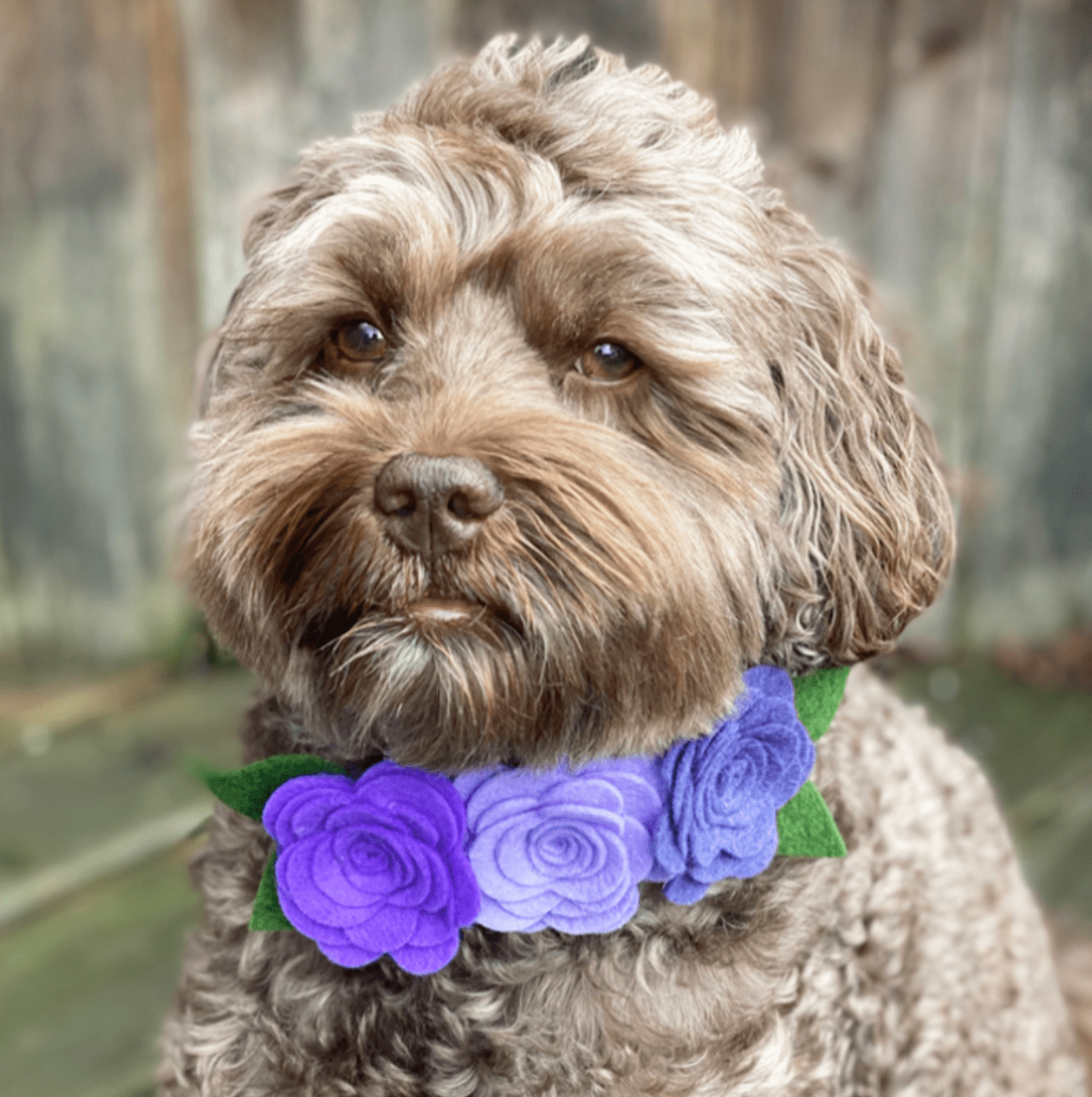 True Lavender Collective Dog Collar Felt Floral Blooms