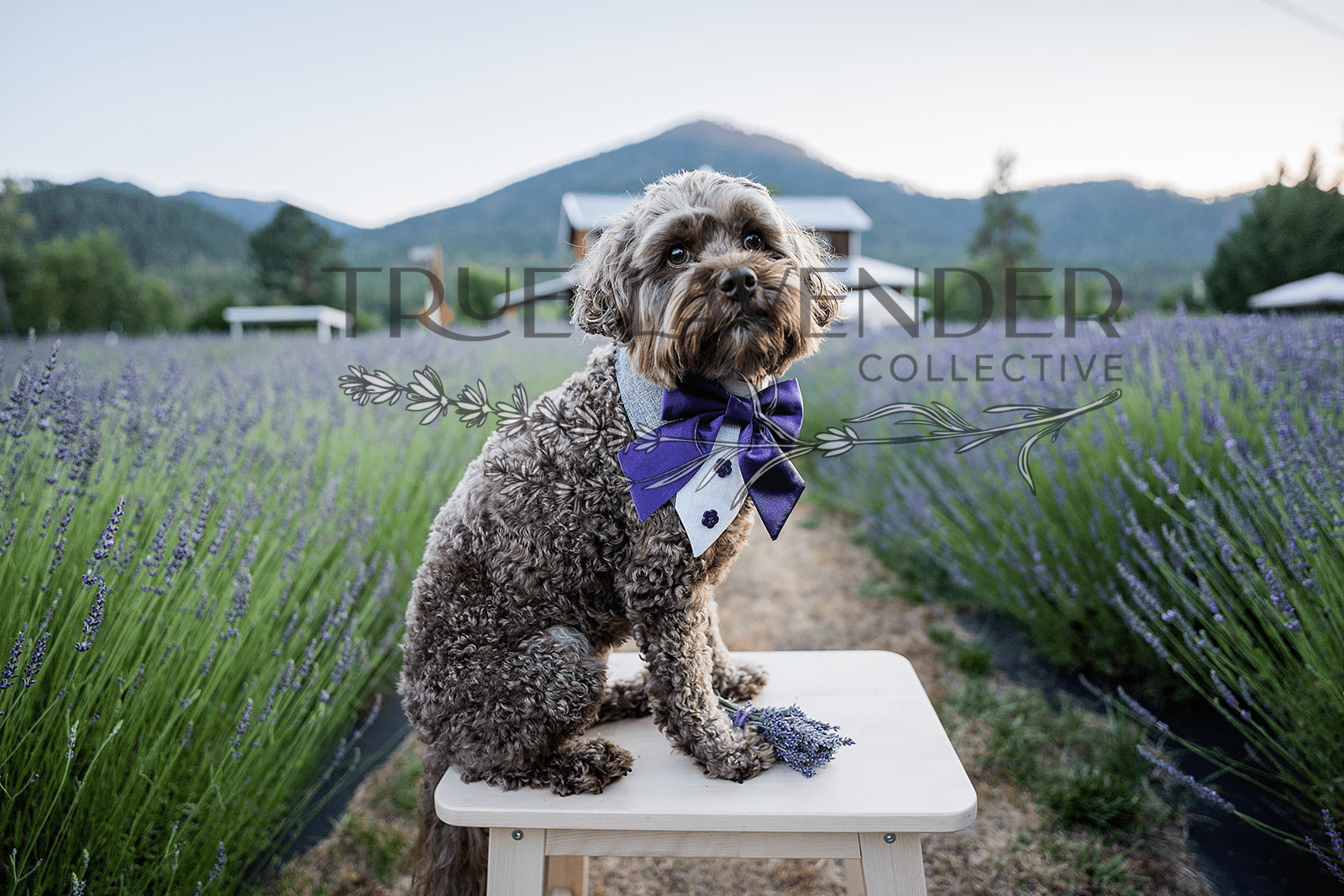 True Lavender Collective Greeting Card - "Labradoodle in Lavender"